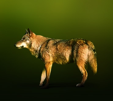 Иберийский волк