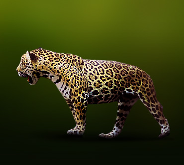  Panthera onca     
