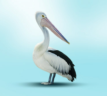 Австралийский очковый пеликан