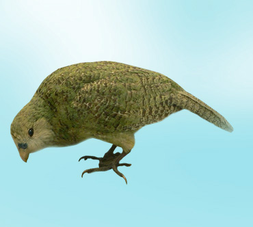 Конкурс "Птицы" - Страница 2 Kakapo